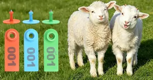 Ear Tags - Bright Numbering