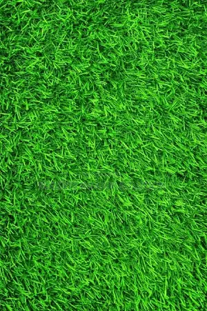 Artificial Grass With a Cushiony Cushion Close to a Natural Grass