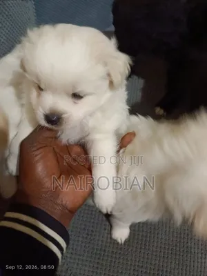 1-3 months Male Purebred Japanese Spitz