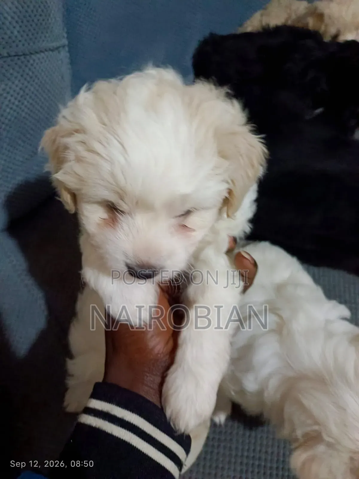 1-3 months Male Purebred Japanese Spitz