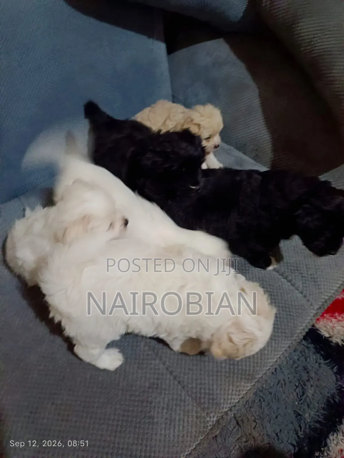1-3 months Male Purebred Japanese Spitz
