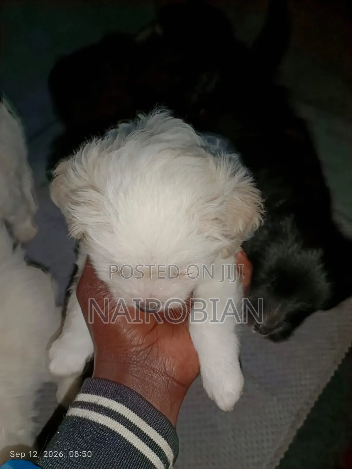 1-3 months Male Purebred Japanese Spitz