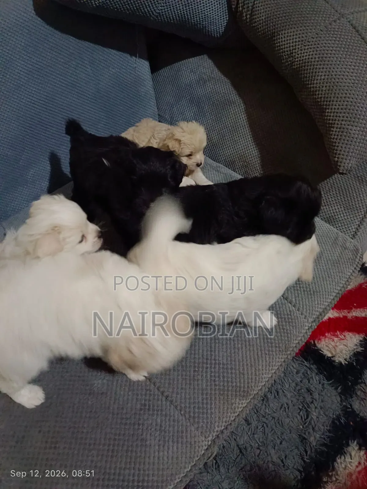 1-3 months Male Purebred Japanese Spitz