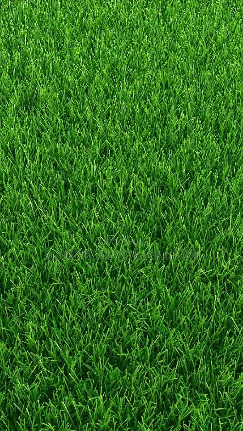 Grass Carpet Ideal for Event Venues