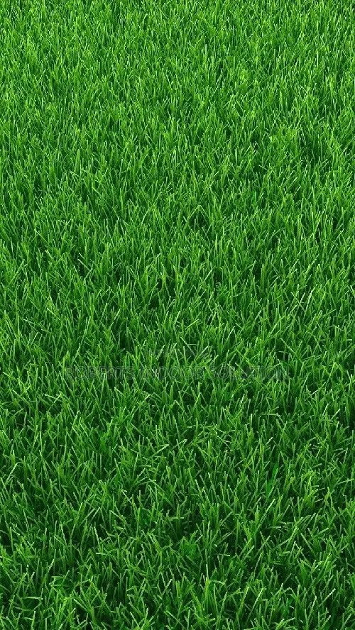 Grass Carpet Ideal for Event Venues