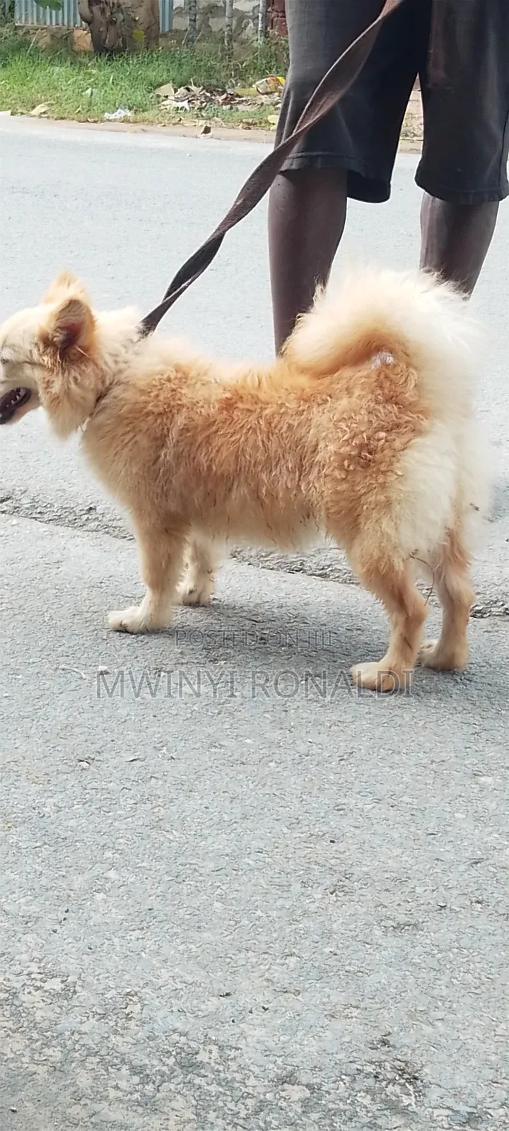 3-6 months Male Mixed Breed Japanese Chin