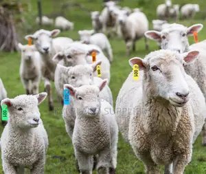 Ear Tags - All-Season