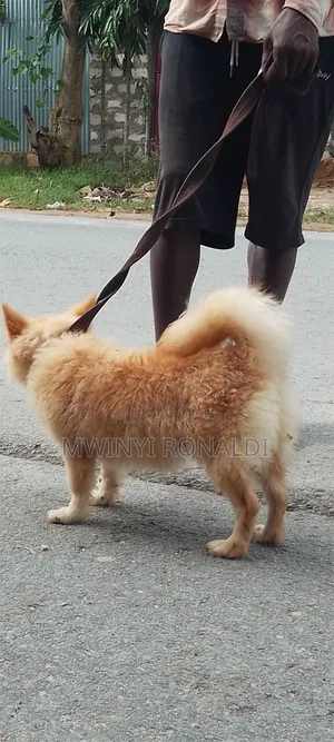 3-6 months Male Mixed Breed Japanese Chin