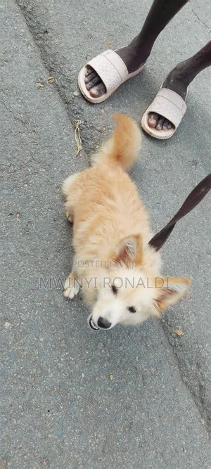 3-6 months Male Mixed Breed Japanese Chin