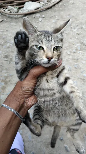 3-6 months Female Mixed Breed Cat