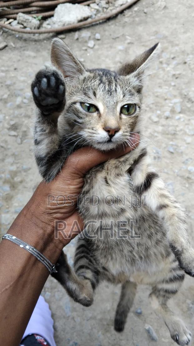 3-6 months Female Mixed Breed Cat
