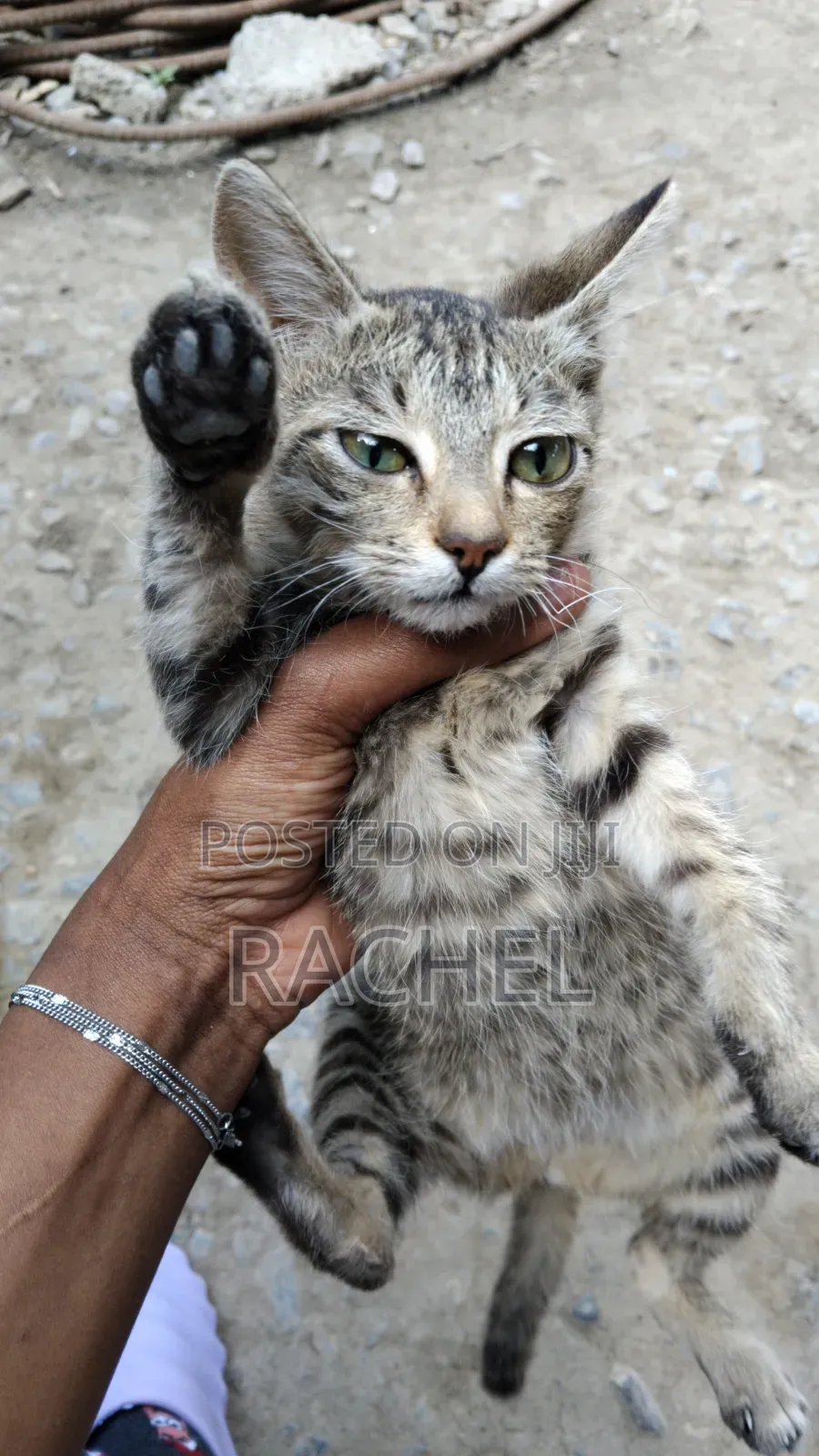 3-6 months Female Mixed Breed Cat