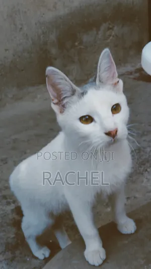 3-6 months Female Mixed Breed Cat