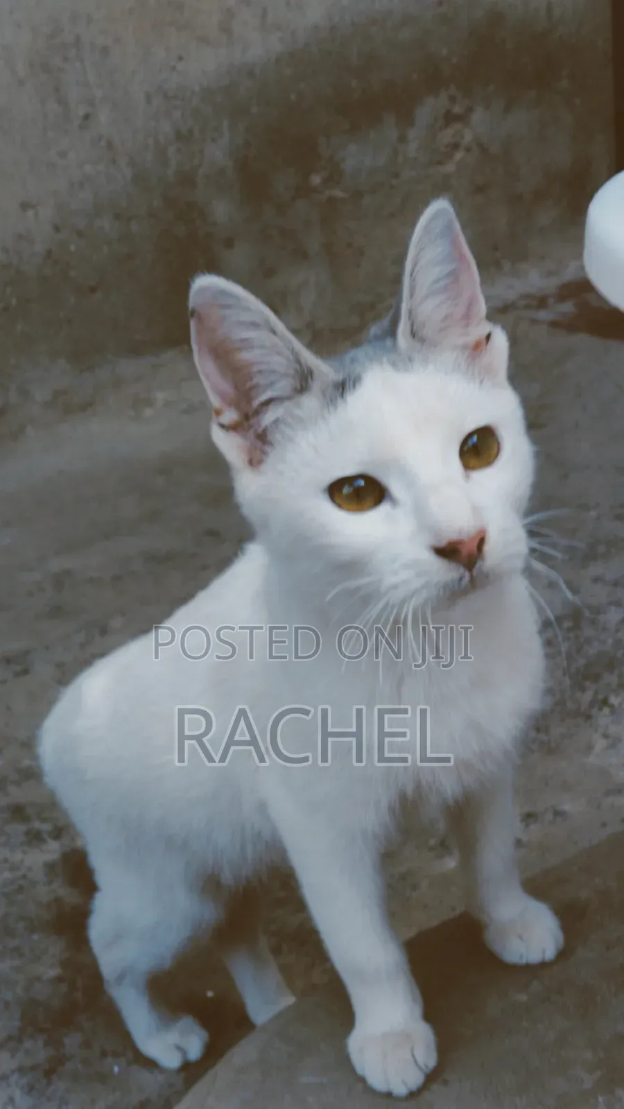 3-6 months Female Mixed Breed Cat