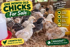 Improved Kienyeji Chicks