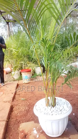 Jades Landscaping Services in Nairobi