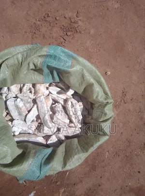 Cassava for Sell