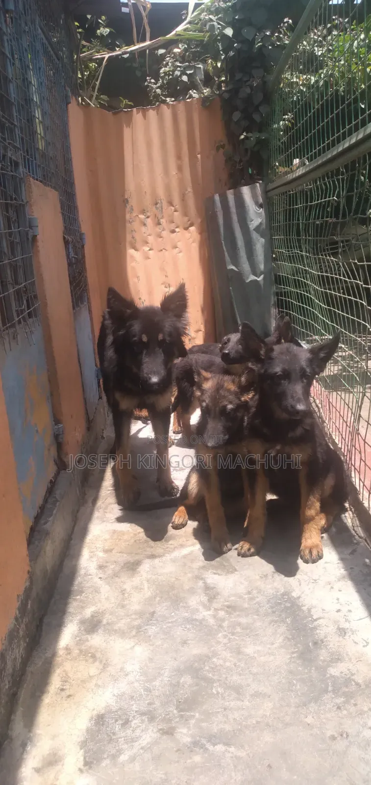 3-6 months Male Purebred German Shepherd