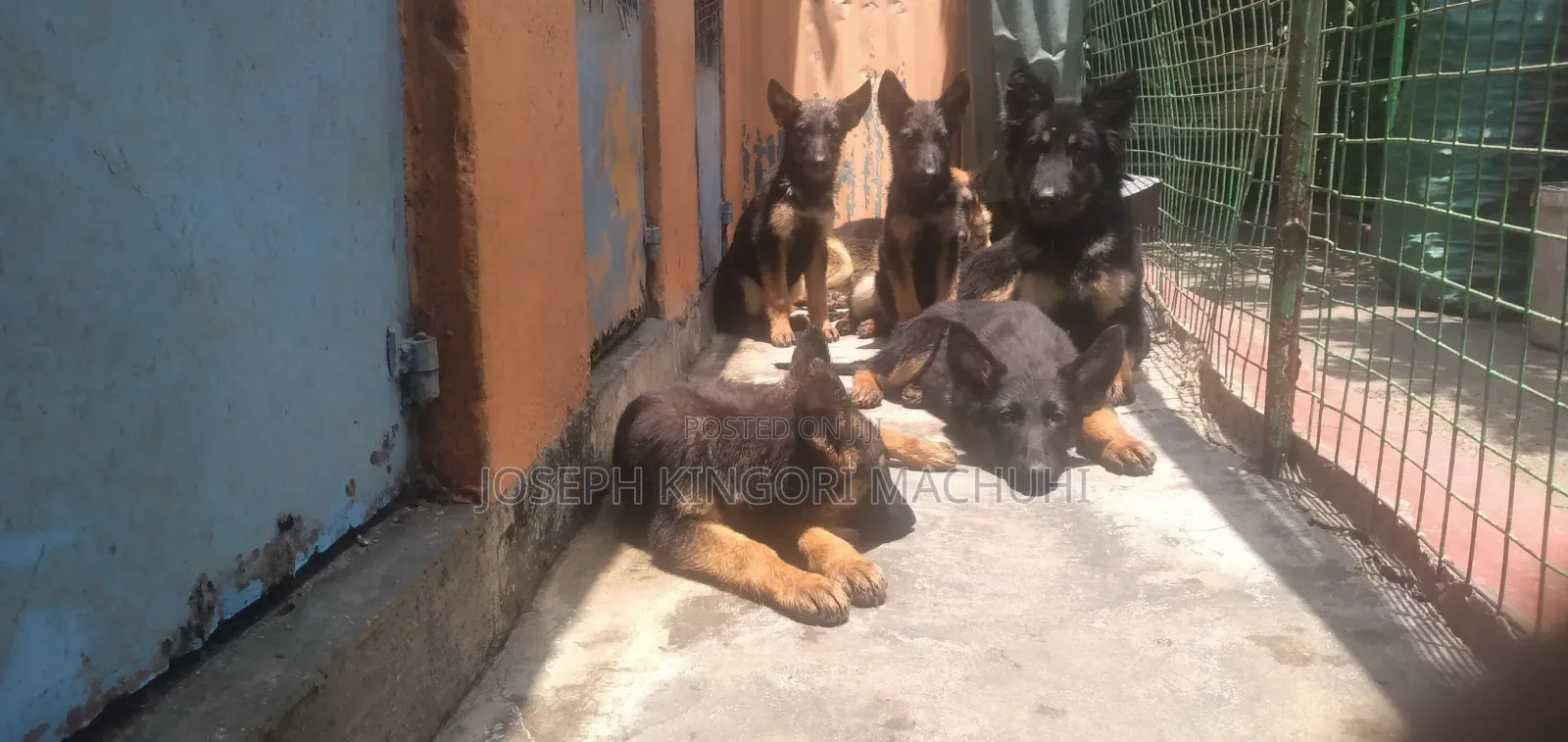 3-6 months Male Purebred German Shepherd