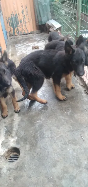 3-6 months Male Purebred German Shepherd