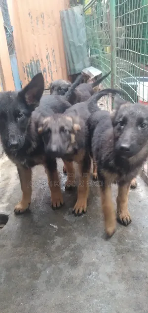 3-6 months Male Purebred German Shepherd