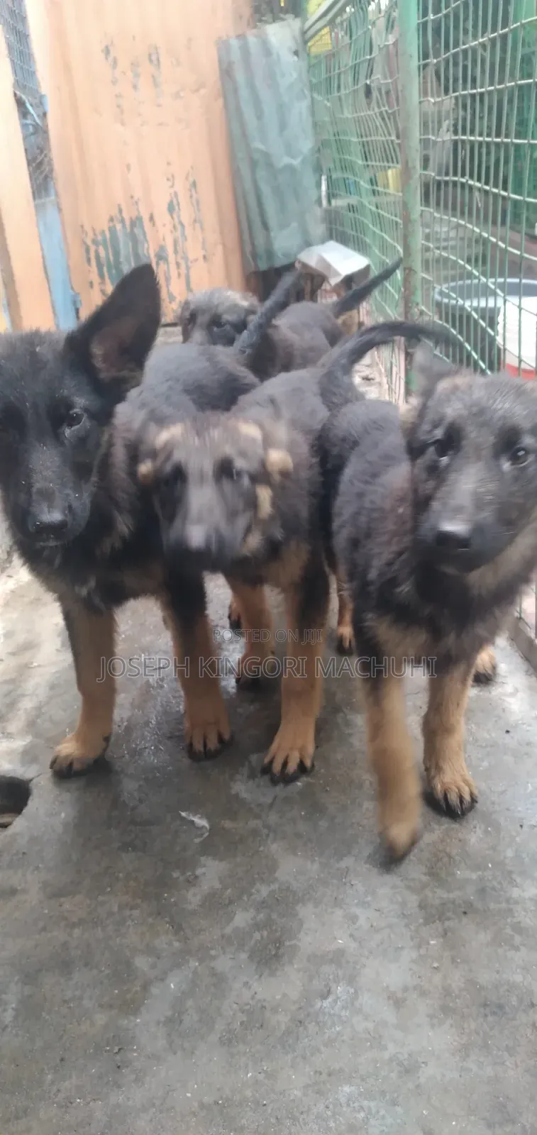 3-6 months Male Purebred German Shepherd