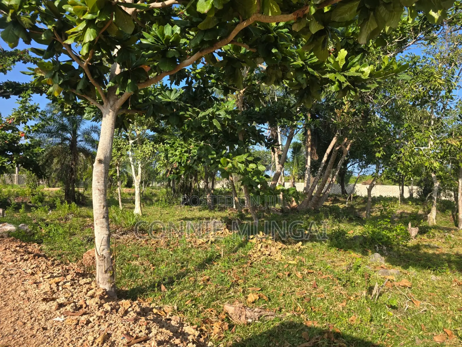 Bahari Residency Diani: Own 1/8 Acre Near the Beach! Soft Life Living