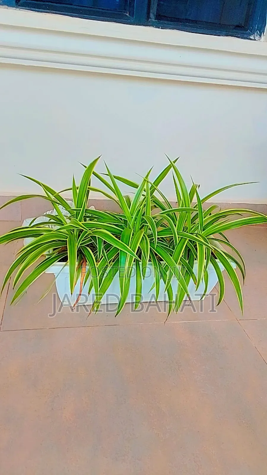 Jades Landscaping Services in Nairobi