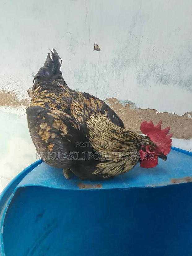 Pure Kienyeji Cock - main view