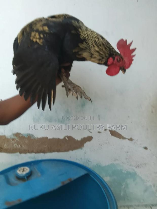 Pure Kienyeji Cock - thumbnail 2