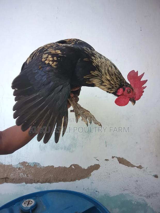 Pure Kienyeji Cock - thumbnail 3
