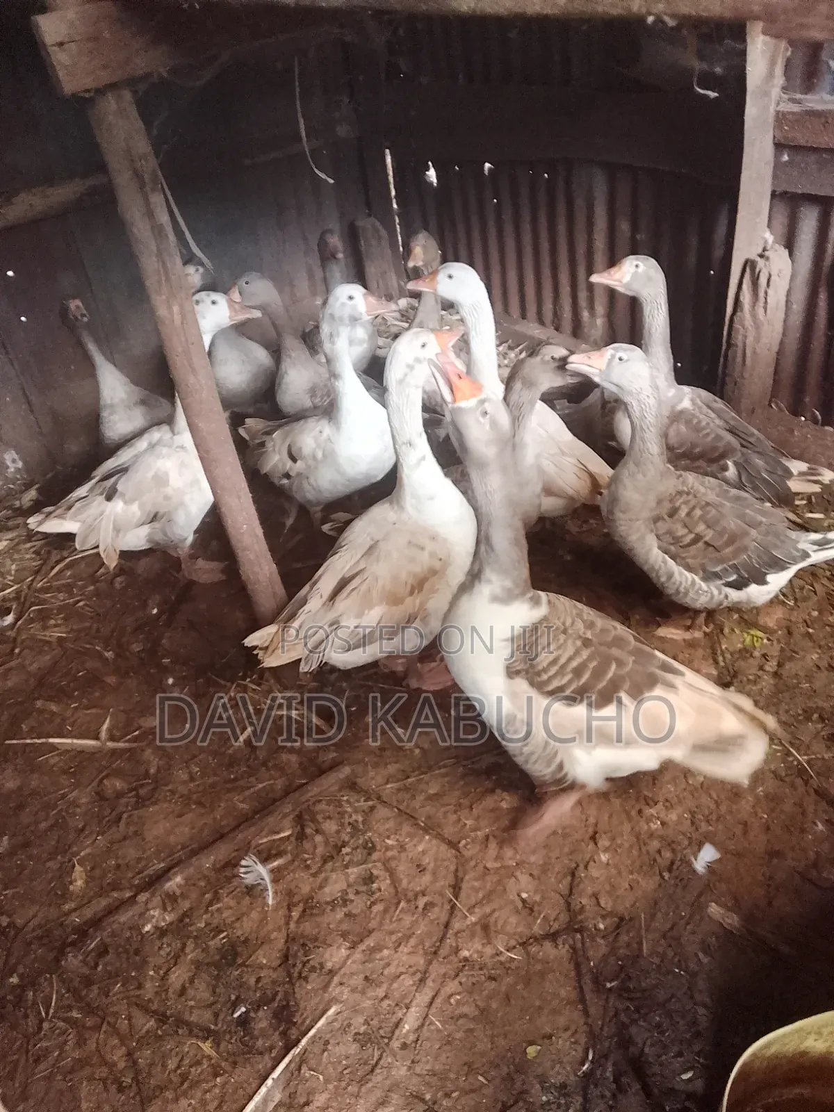 Best Ducks for Keeping Available
