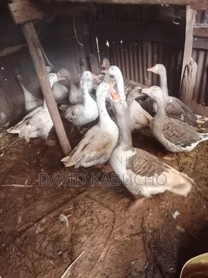 Best Ducks for Keeping Available