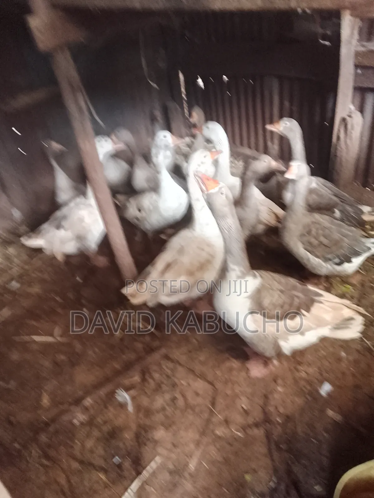 Best Ducks for Keeping Available