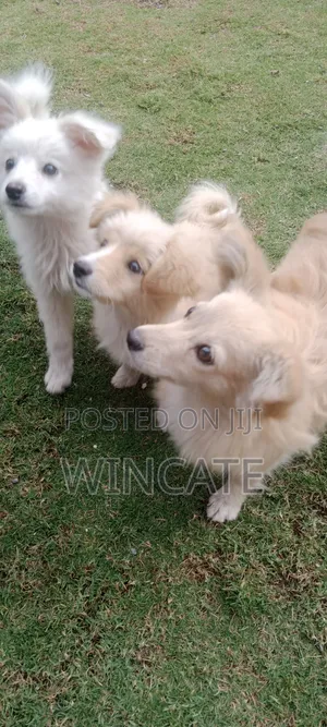 6-12 months Male Purebred Japanese Spitz