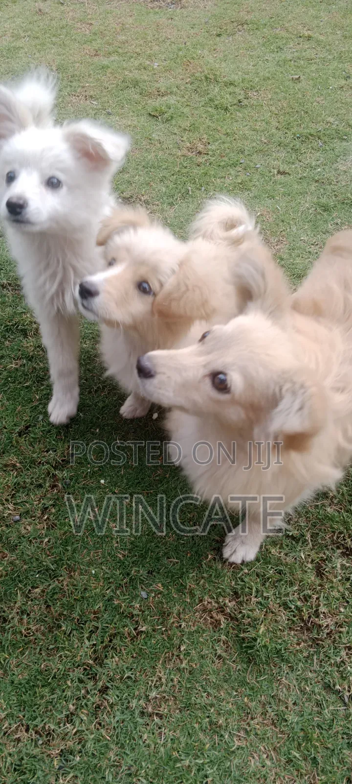 6-12 months Male Purebred Japanese Spitz
