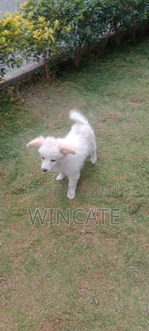 6-12 months Male Purebred Japanese Spitz