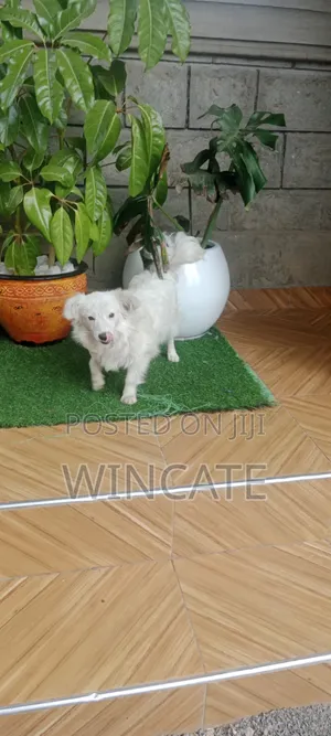 6-12 months Male Purebred Japanese Spitz