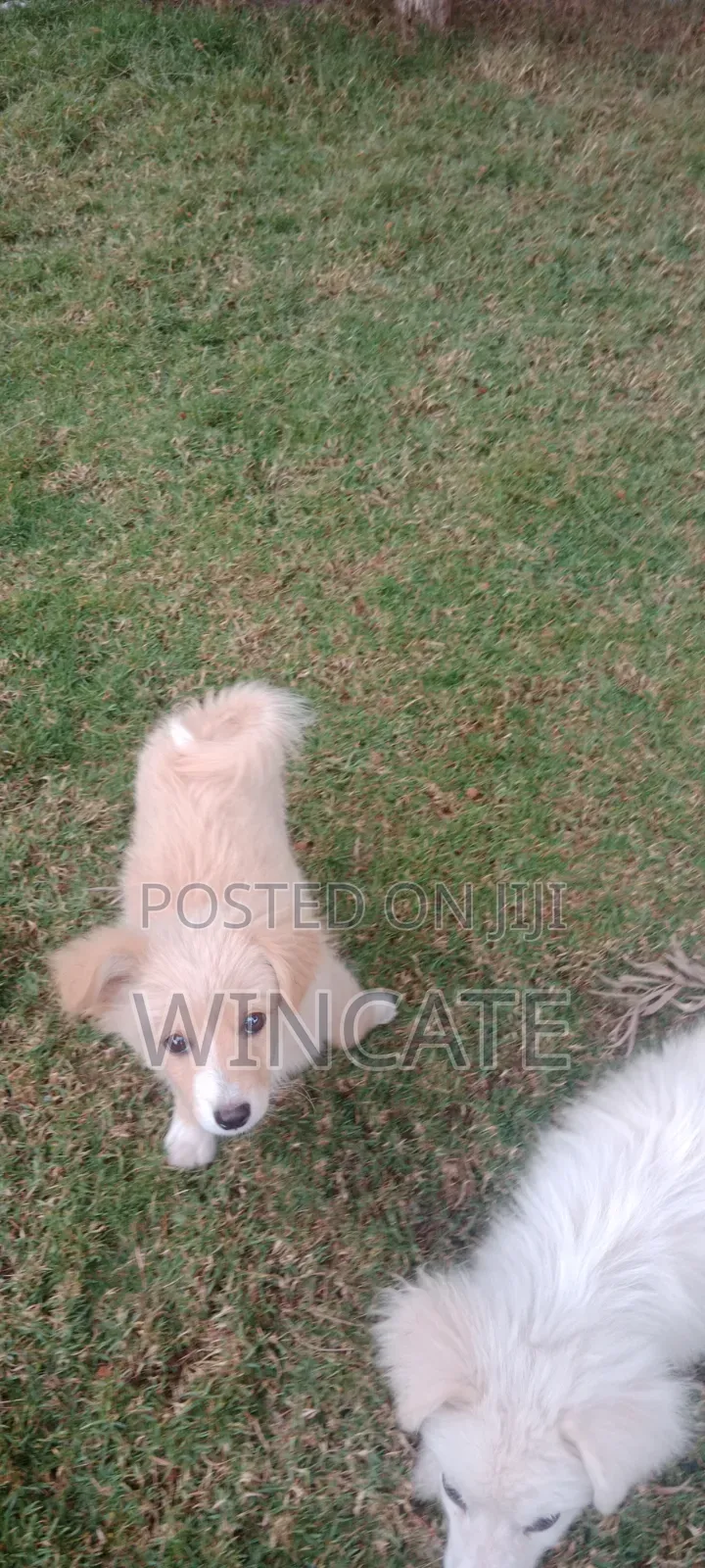 6-12 months Male Purebred Japanese Spitz