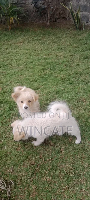 6-12 months Male Purebred Japanese Spitz
