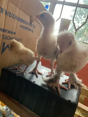 Braham Cross 1-7days Old