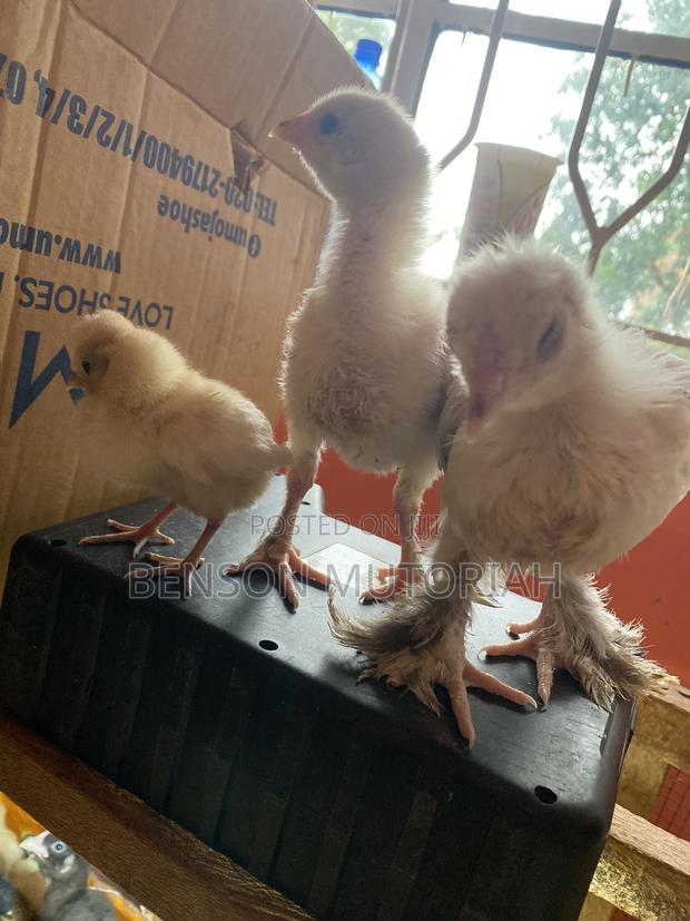 Braham Cross 1-7days Old