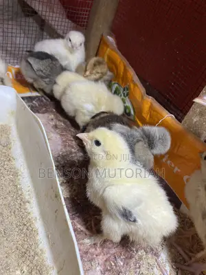 Braham Cross 1-7days Old