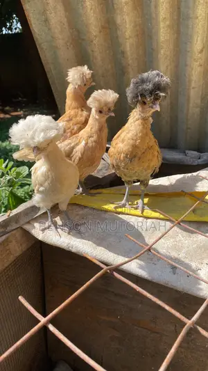 Polish Bantam Pure Breed 1-7day Old