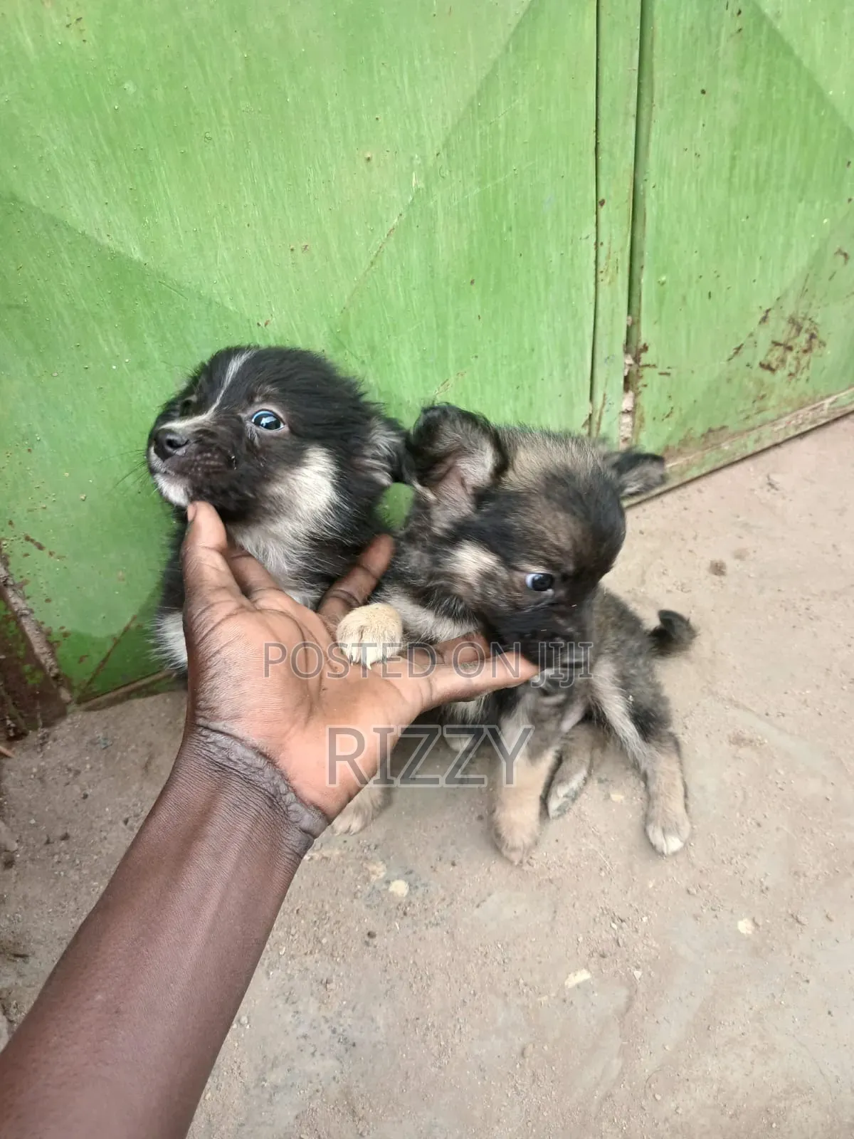 1-3 months Male Mixed Breed Maltese