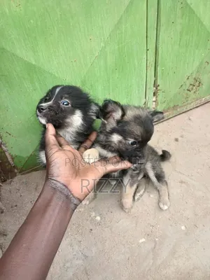 1-3 months Male Mixed Breed Maltese
