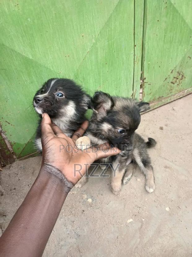1-3 months Male Mixed Breed Maltese