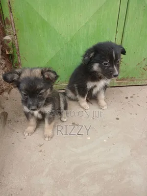 1-3 months Male Mixed Breed Maltese