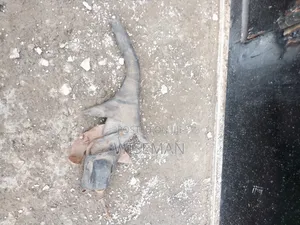 Toyota, Nissan Mazda Handbrake Assy