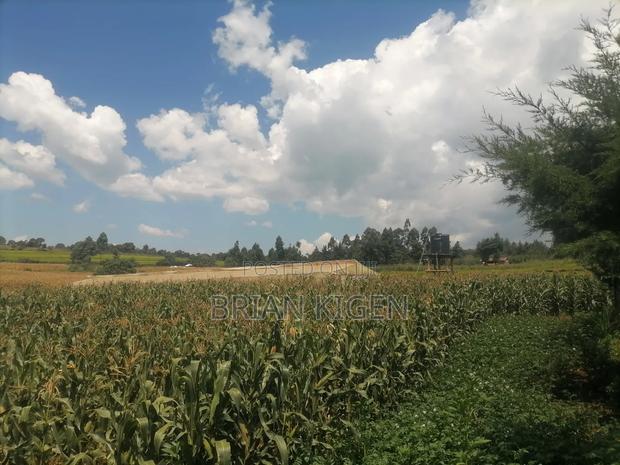 Maize Corn for Silage - main view